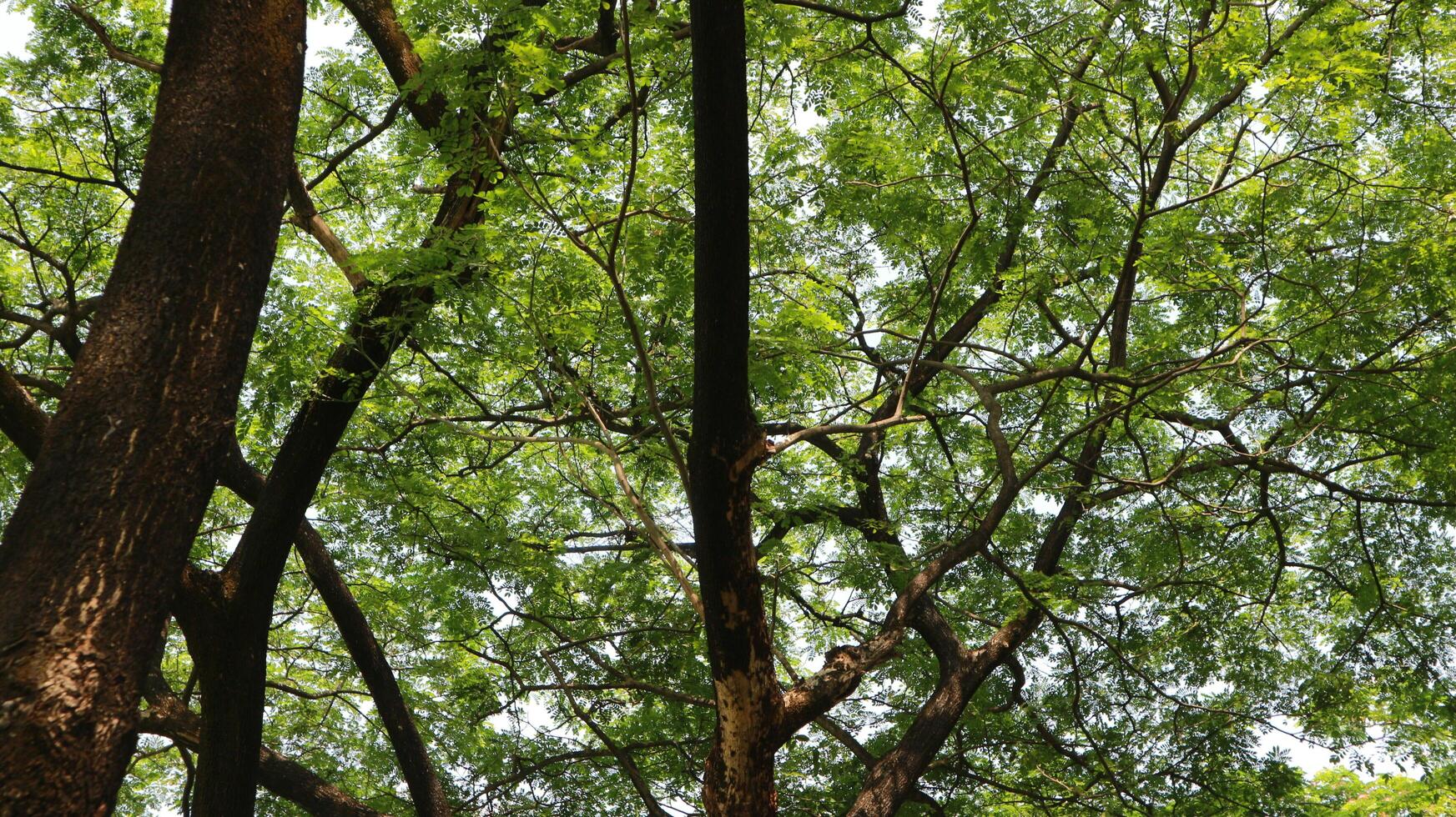 un' albero quello ha molte di ramoscelli e verde le foglie nel il mattina foto