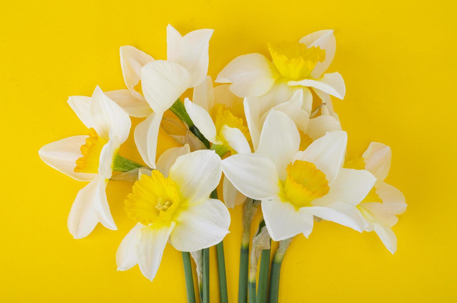 pallidi fiori chiari di narcisi su sfondo giallo brillante foto