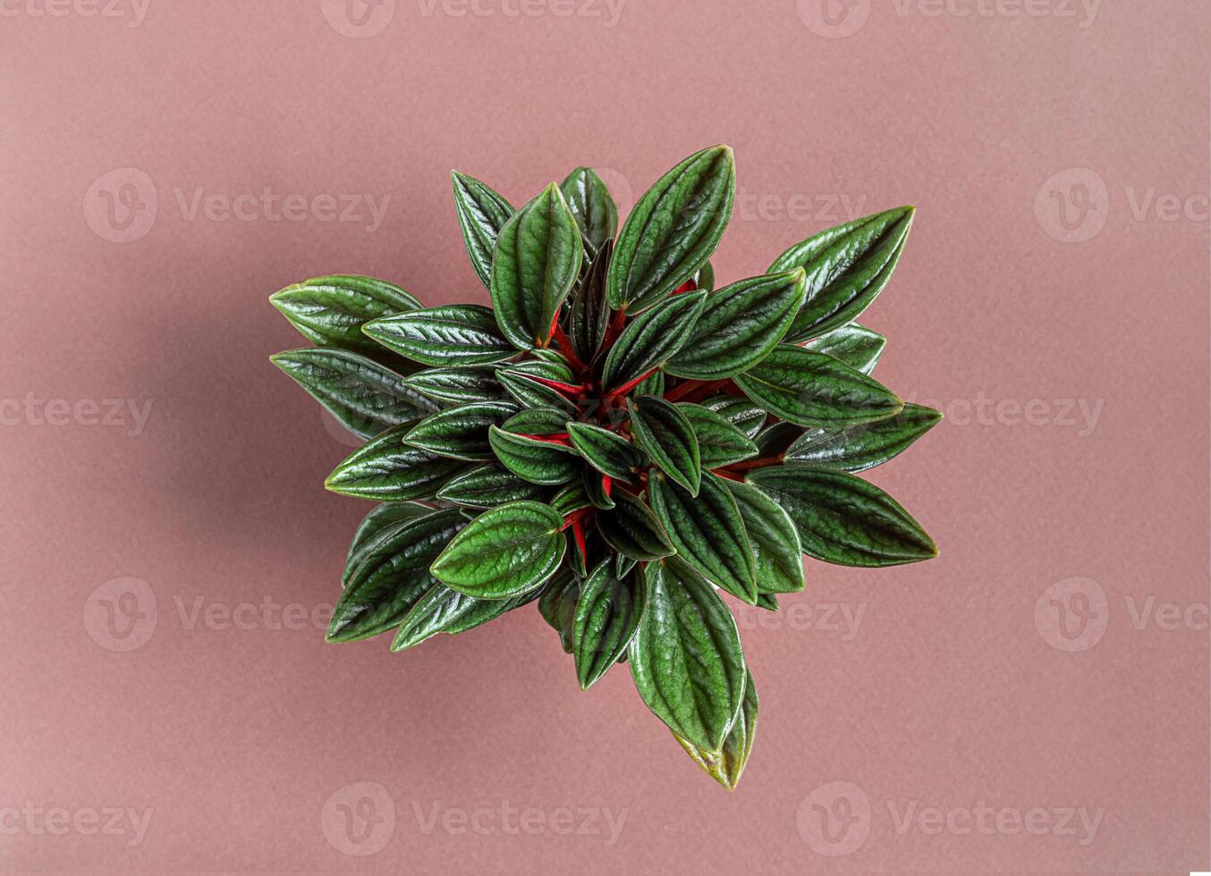 peperomia rosso pianta della casa foto