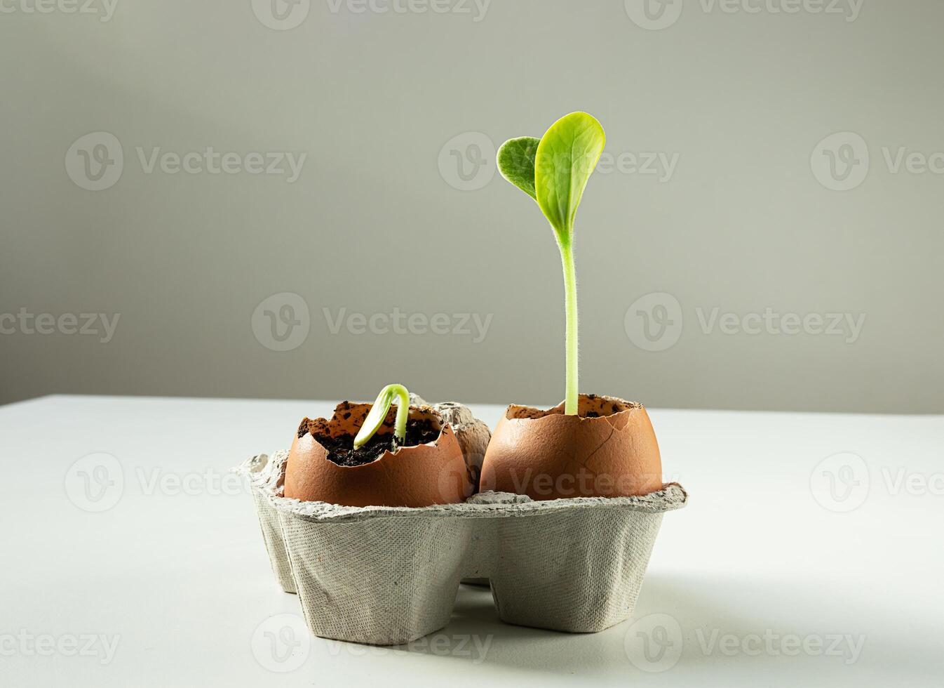 seme germinazione di zucchine nel gusci d'uovo foto