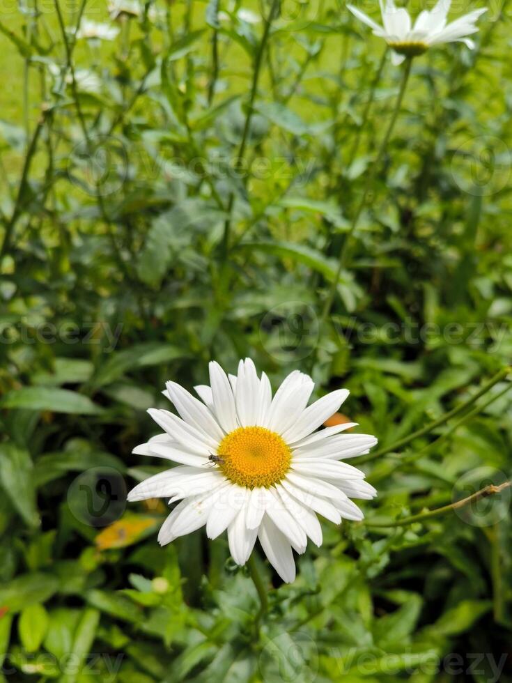 bellis perennis o erba limosa, Comune Gowan, Oca fiore, erba margherita, prato margherita, Margherita, Maggio Gowan, mezzogiorno fiore, vero margherita, ferita foto