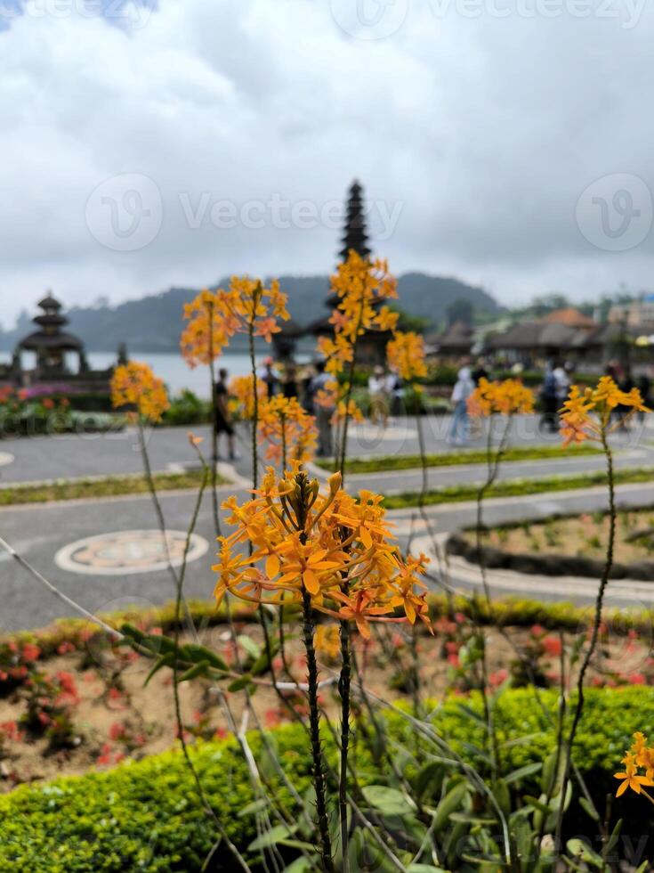 fuoco stella orchidea o Epidendrum radicans con tample e lago sfondo foto