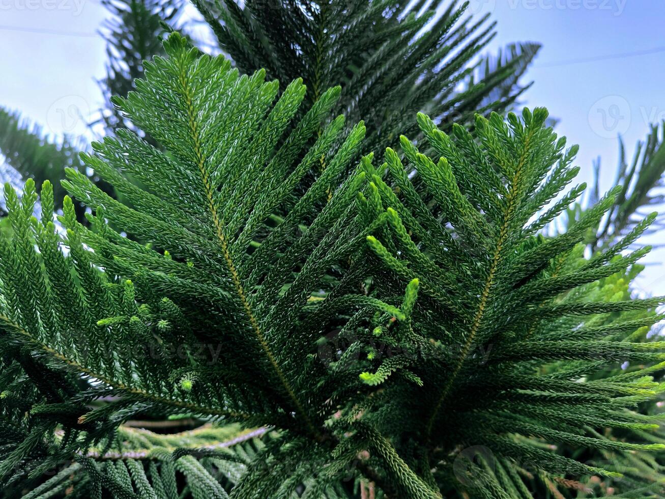 decorativo abete rosso albero o norflok abete rosso o araucaria eterofilla le foglie per sfondo foto