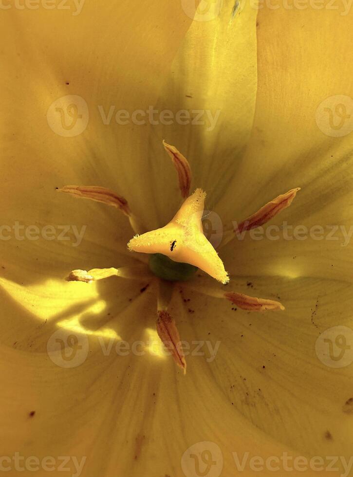 vivace avvicinamento tiro di un' d'oro giallo di tulipano interno, evidenziazione il dettagliato textures e modelli di il petali e stame foto