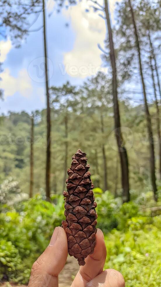 pino cono in mezzo foresta bellezza foto