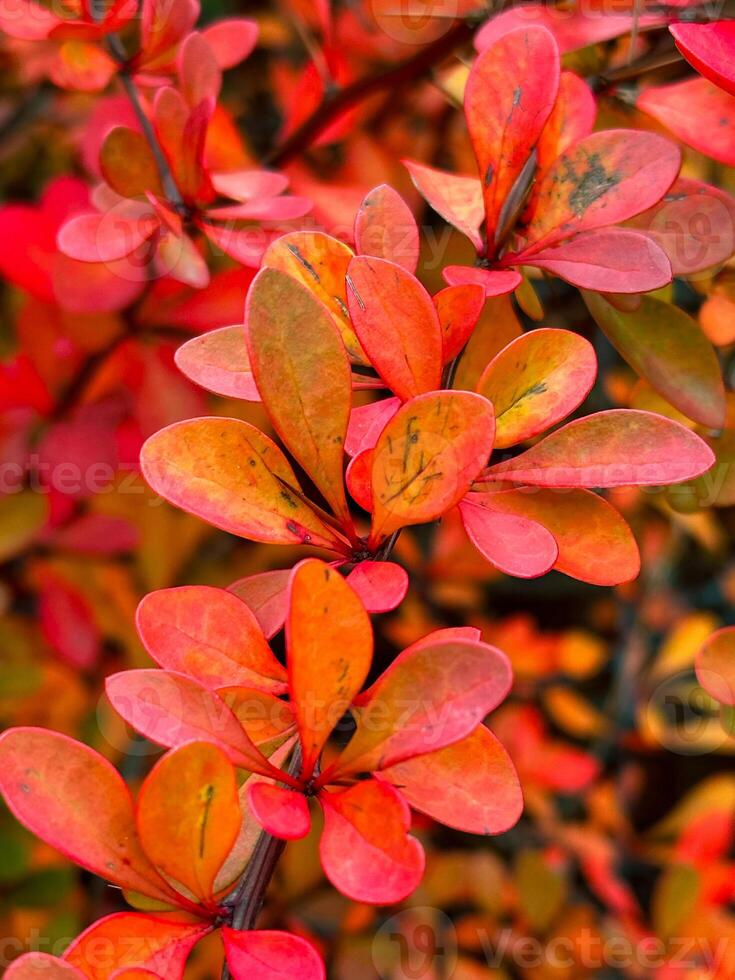 vivace rosso arbusti avvicinamento, evidenziazione il intricato dettagli e radiante tonalità di il Bush fogliame nel pieno autunno splendore. foto