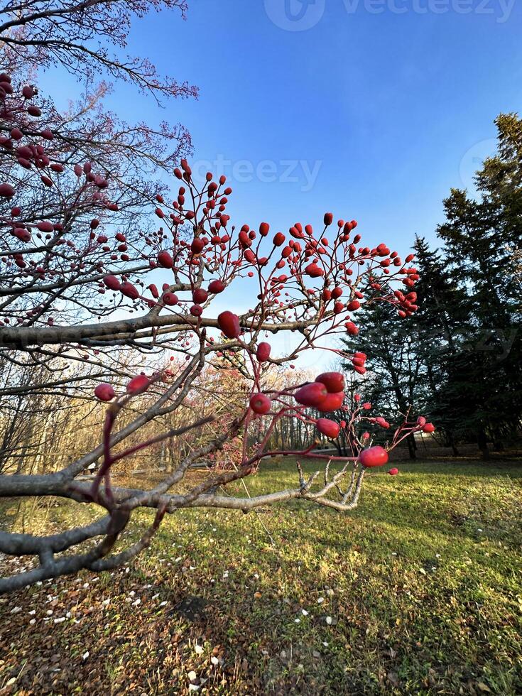 Impressionante rosso frutti di bosco su spoglio rami contro un' chiaro blu cielo, segnalazione il arrivo di inverno nel un' naturale ambientazione foto