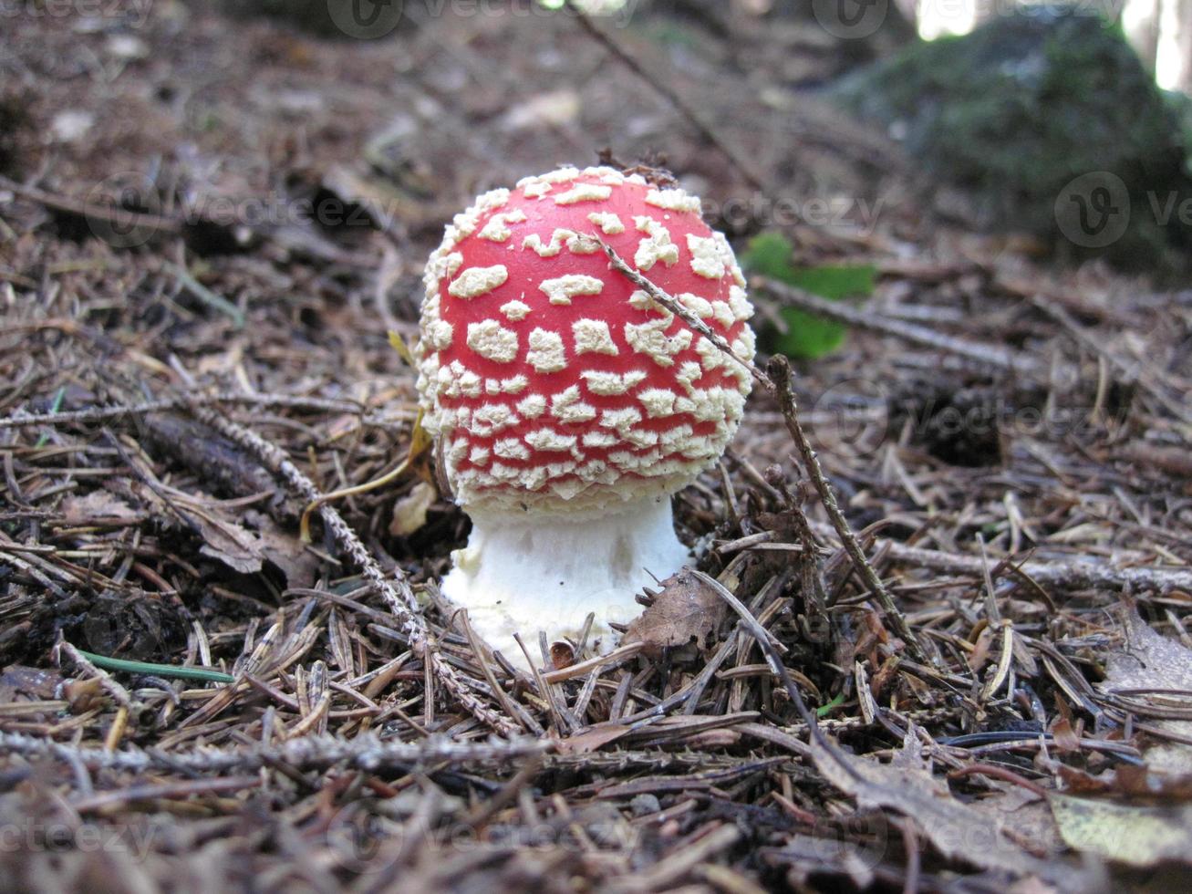 piccolo dettaglio di agarico di mosca foto