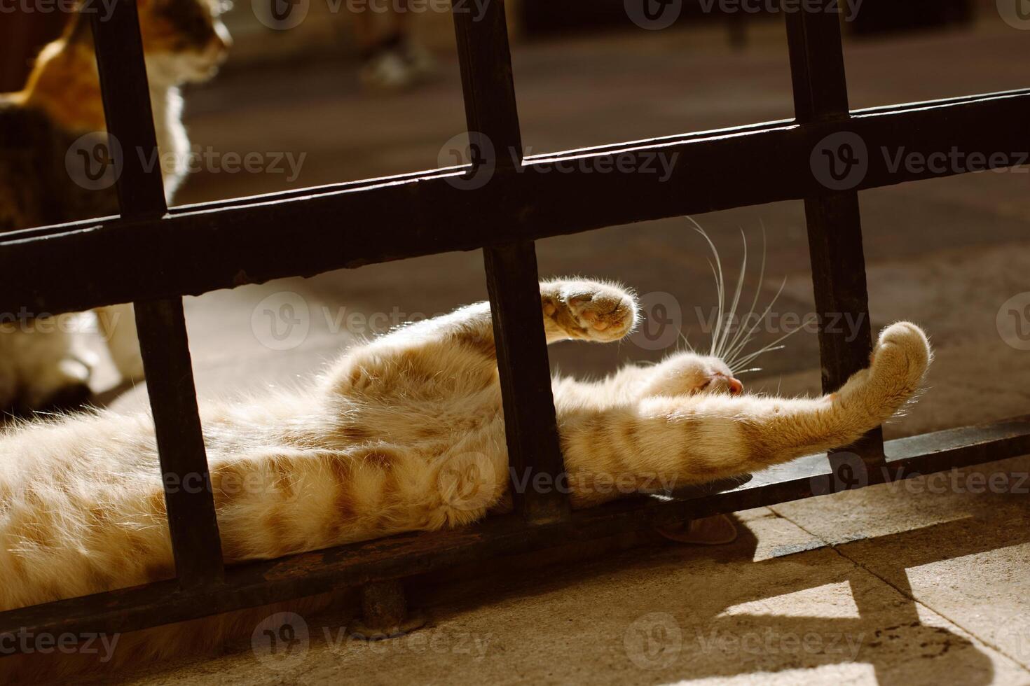 carino rosso gatto dire bugie su un' strada di dubrovnik vecchio cittadina, Croazia. ritratto di un' strada gatto. foto