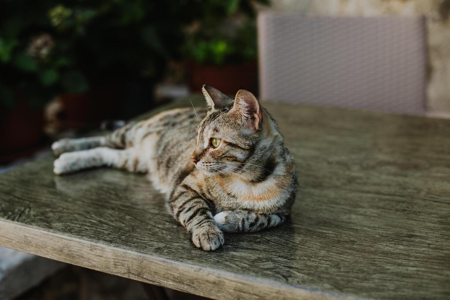 carino soriano grigio gatto su un' tavolo nel un' strada bar di budva vecchio cittadina, montenegro. foto