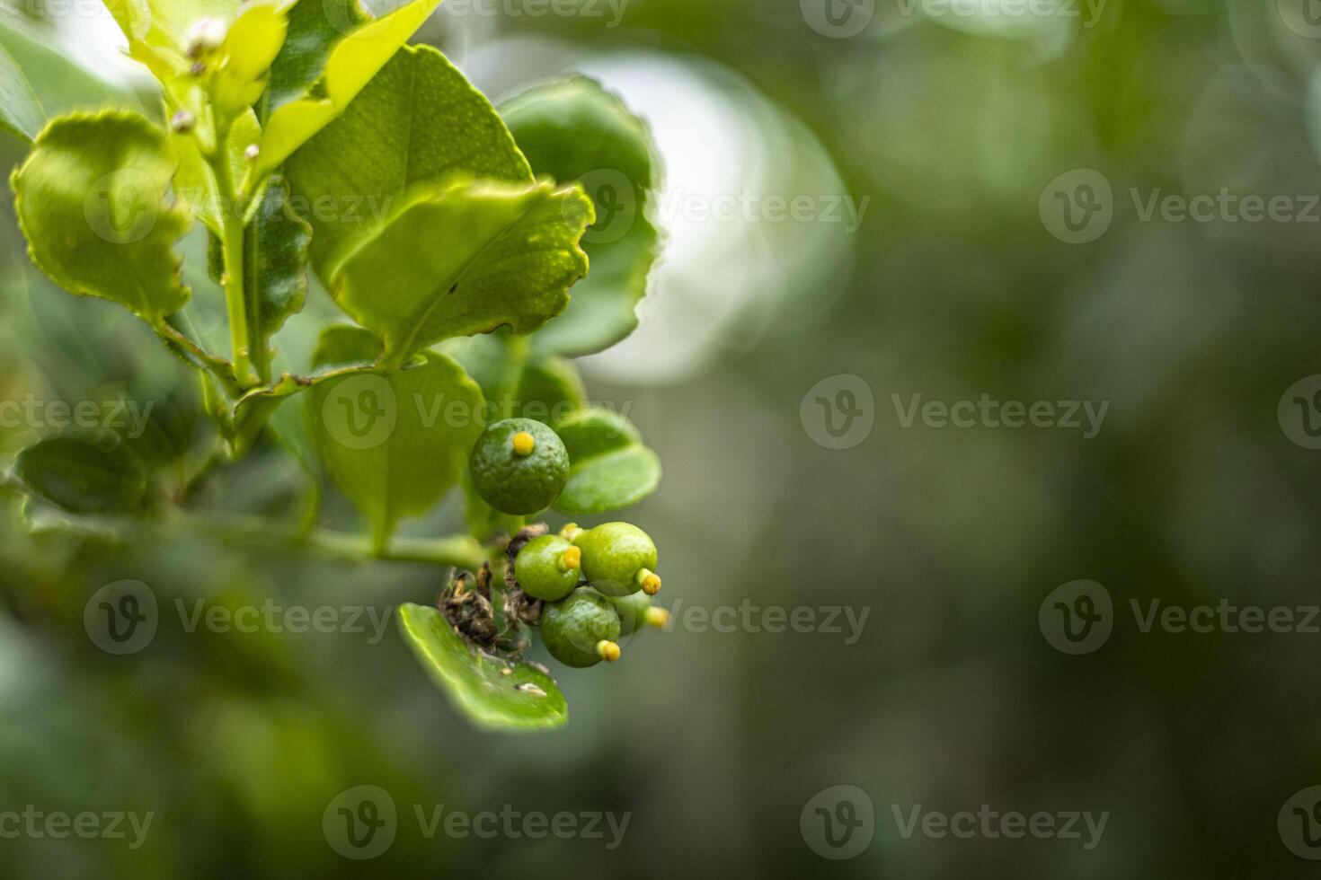 il kaffir lime è in crescita foto