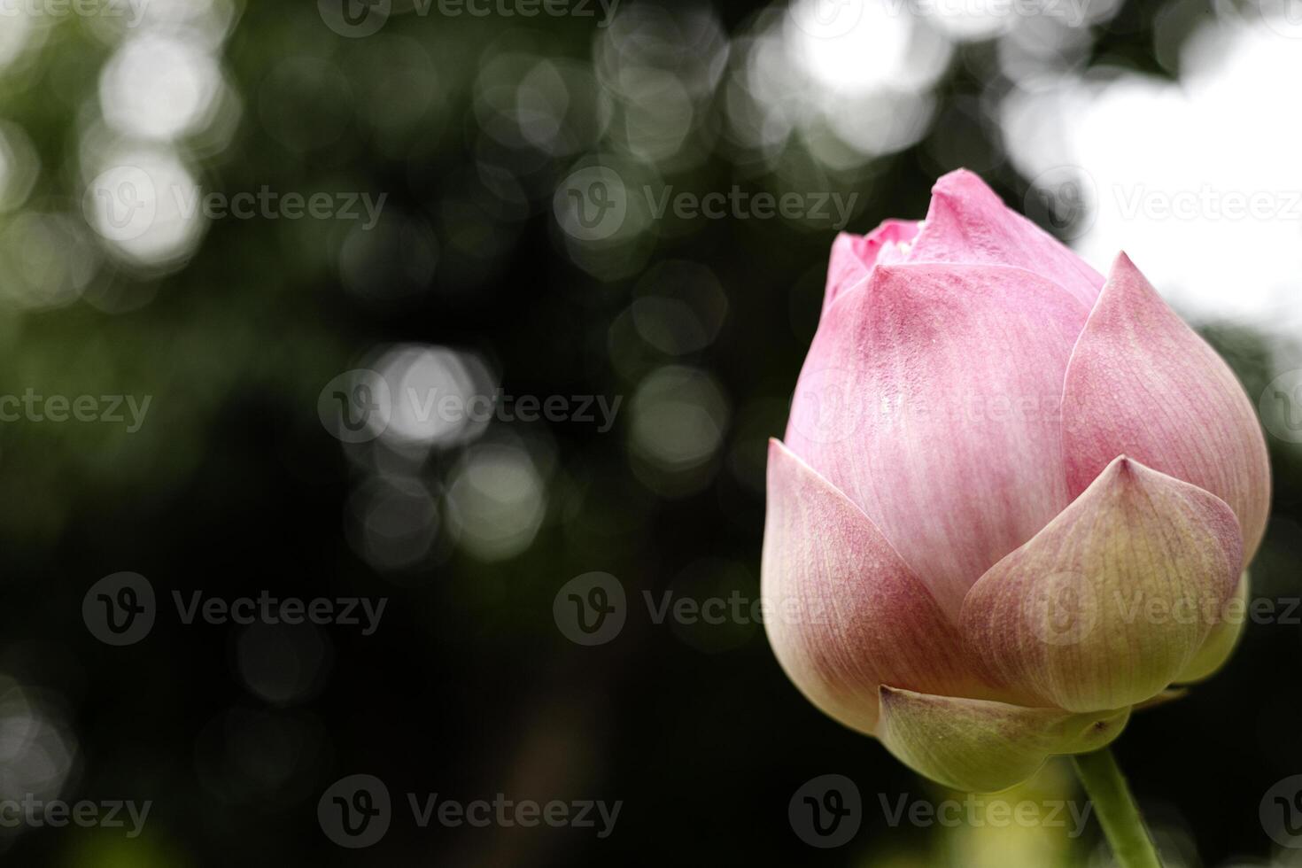 bellissimo fiore di loto foto