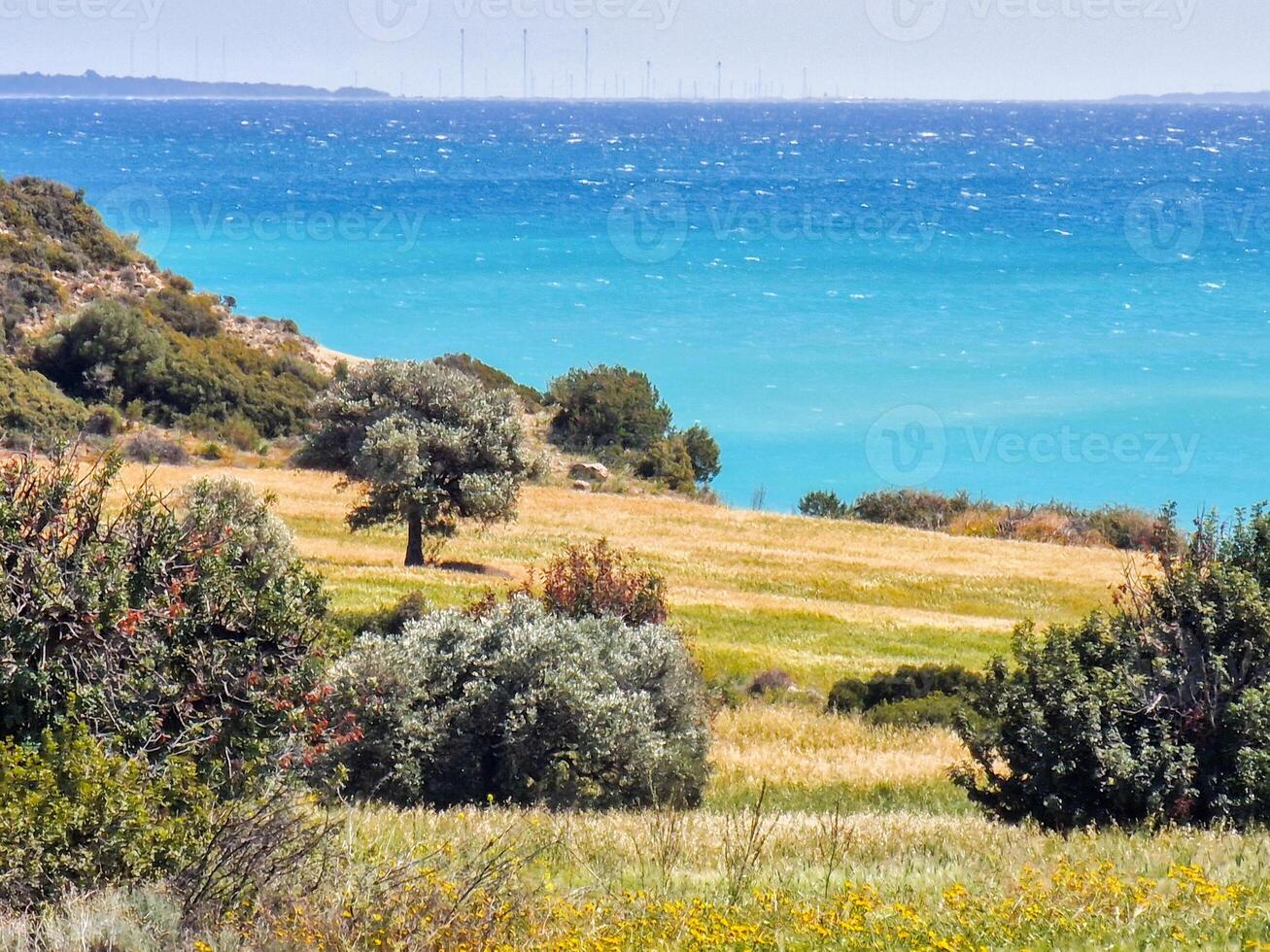 i campi di d'oro erba e verde alberi su collina vicino il azzurro mediterraneo mare a avdimou baia, limisso, Cipro foto