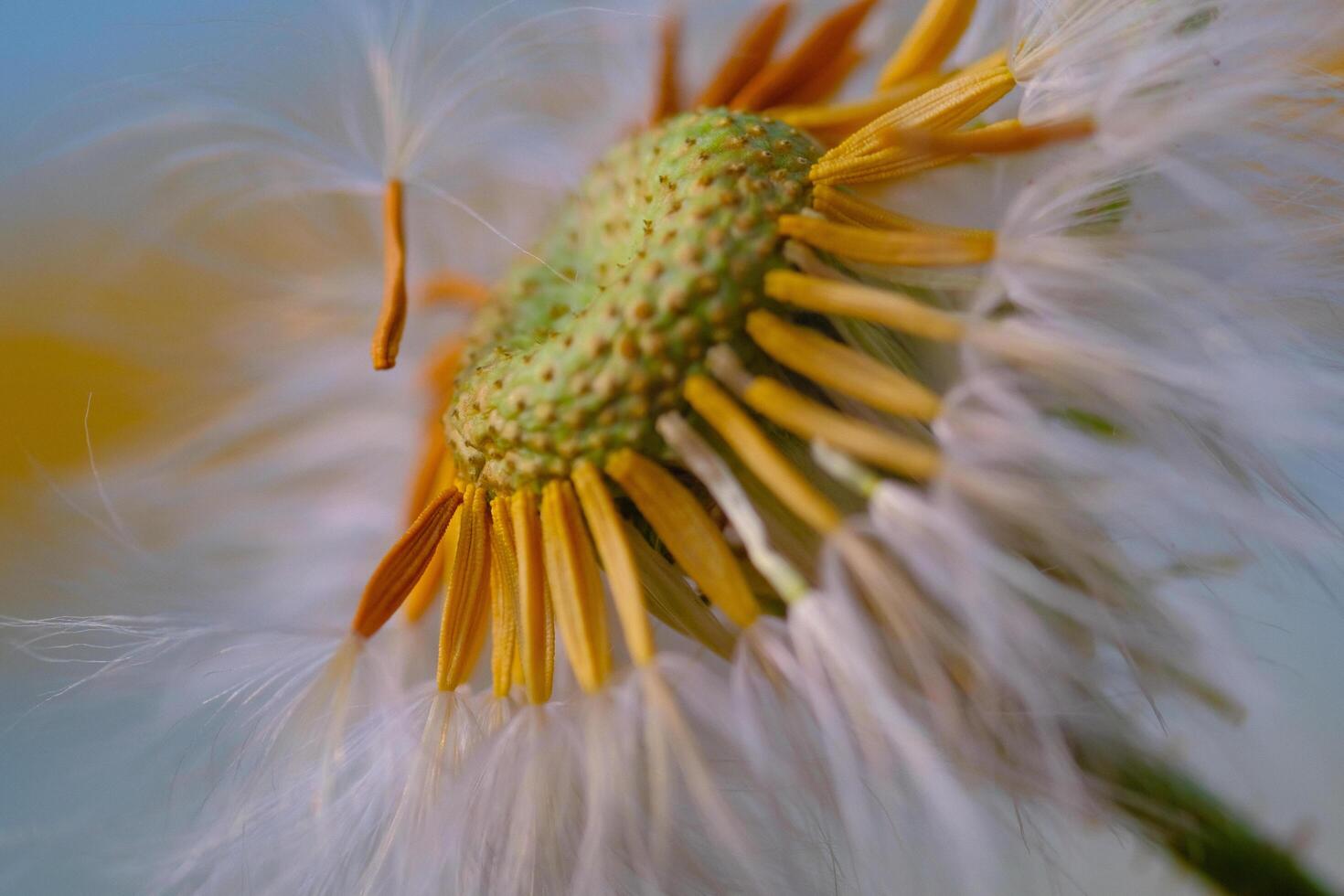 fiore fotografia. impianti avvicinamento. vicino su di incompleto dente di leone fiori. dente di leone fiori Diviso di il vento. bandung, Indonesia foto