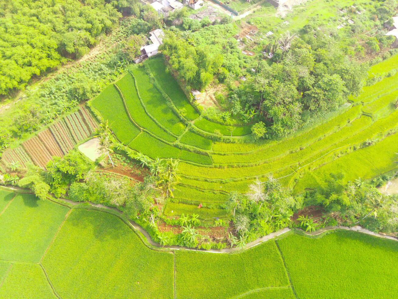 aereo Visualizza di agricoltura nel riso i campi per coltivazione nel ovest Giava Provincia, Indonesia. naturale il struttura per sfondo. tiro a partire dal un' fuco volante 200 metri alto. foto