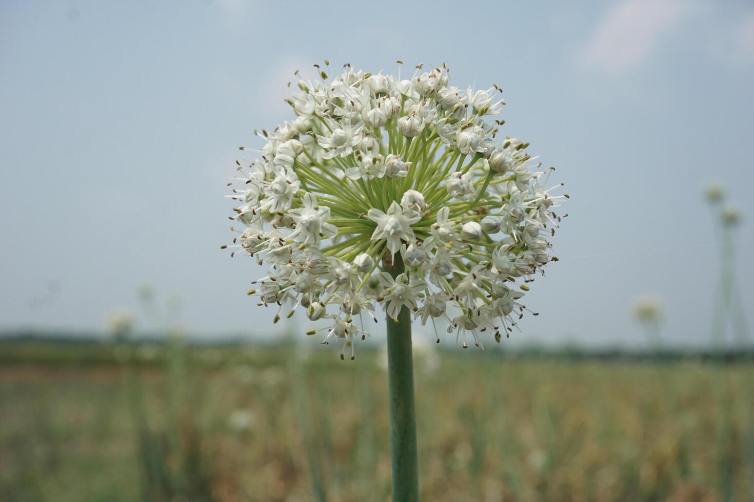 un' grande cipolla bianca fiore con molti piccolo bianca fiori foto