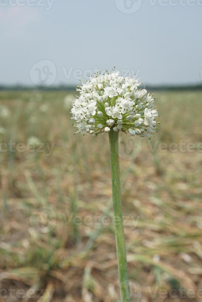 un' grande cipolla bianca fiore con molti piccolo bianca fiori foto