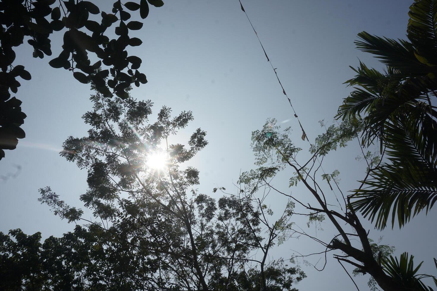 il sole brilla attraverso il alberi nel il sfondo foto