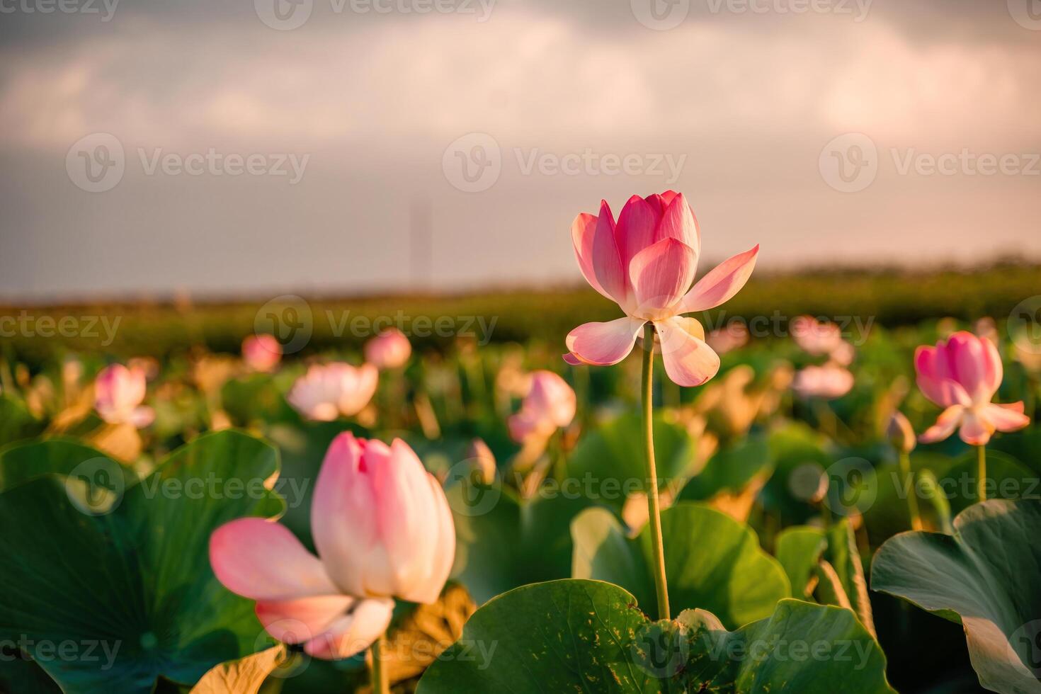 Alba nel il campo di fiori di loto, rosa loto nelumbo nucifera ondeggia nel il vento. contro il sfondo di loro verde le foglie. loto campo su il lago nel naturale ambiente. foto