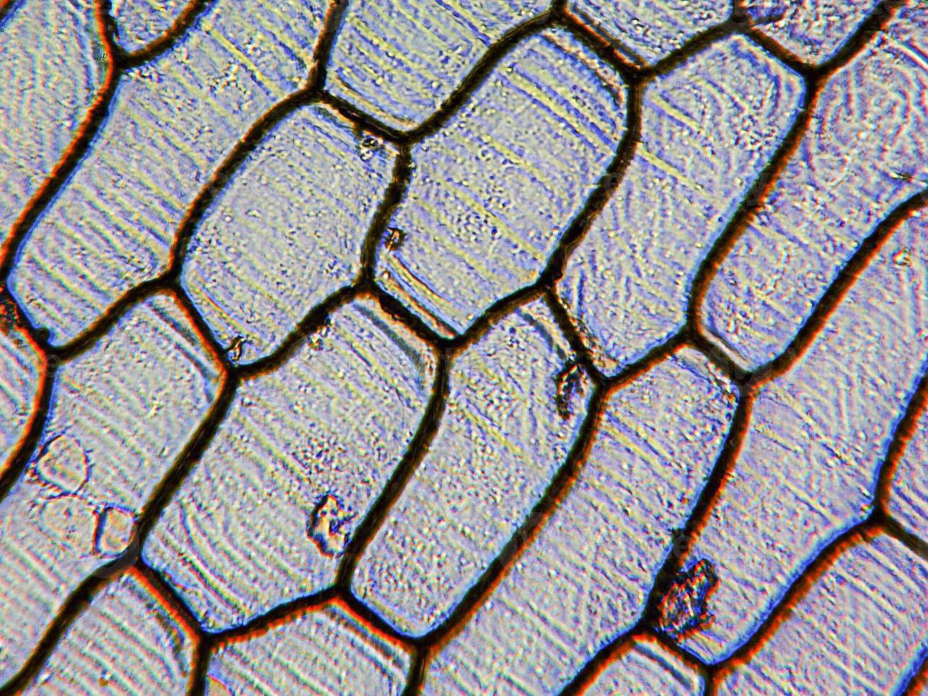 microfotografia dell'epidermide di cipolla foto