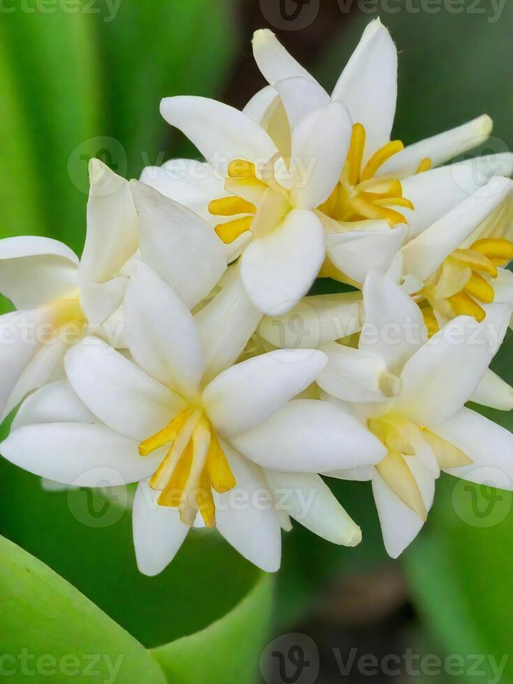 messicano tuberosa fiore foto