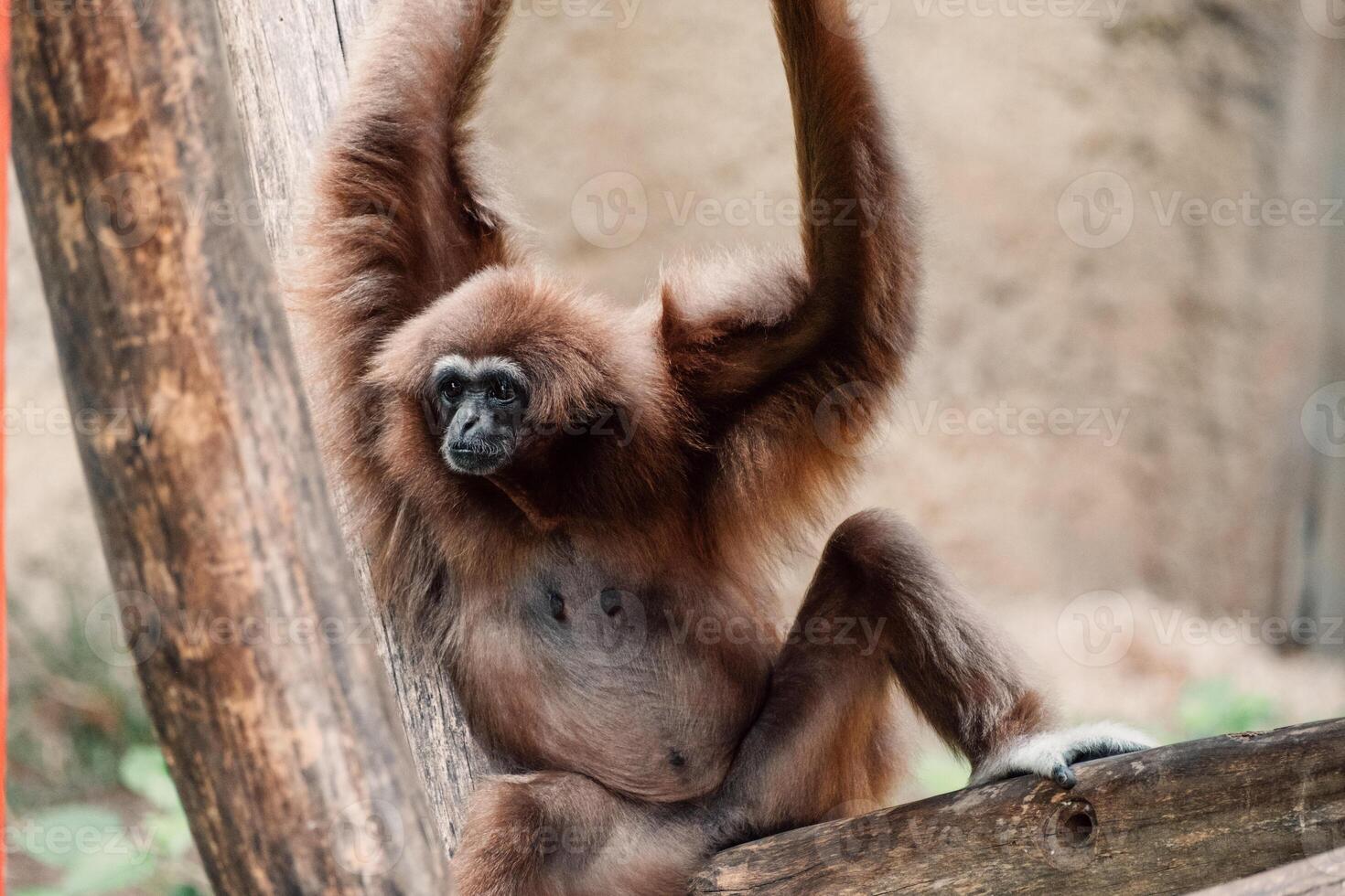 un' gibbone salotti con braccia sollevato, un' Perfetto simbolo di spensierato rilassamento e giungla ginnastica foto