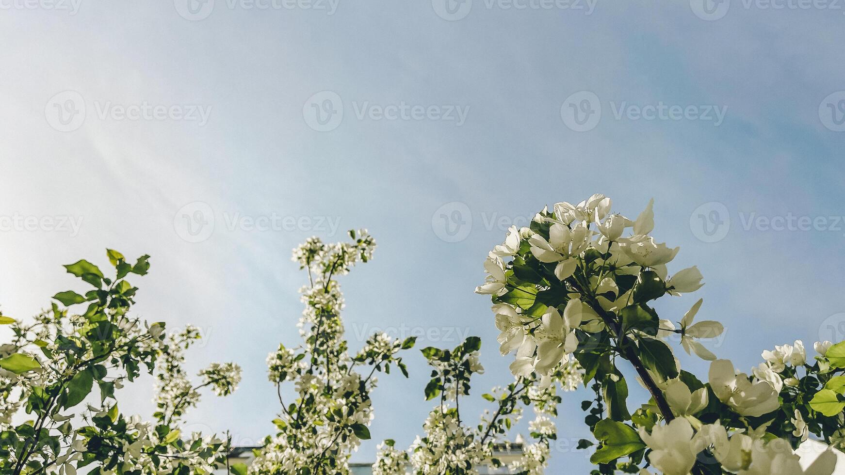 Mela albero rami nel fioritura contro il blu cielo. bellissimo primavera sfondo. foto