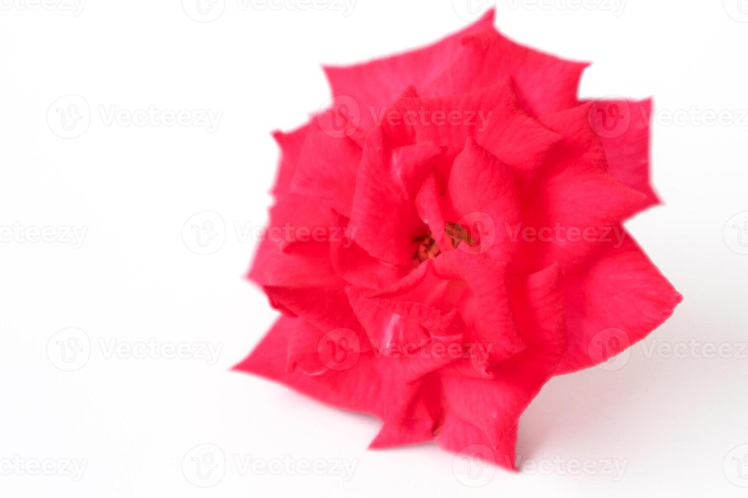 squisito avvicinamento di rosa lucieae franch fiore in mostra suo intricato petali e senza tempo bellezza. foto