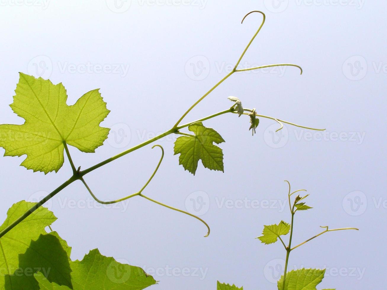 pianta di vite vitis vinifera foto
