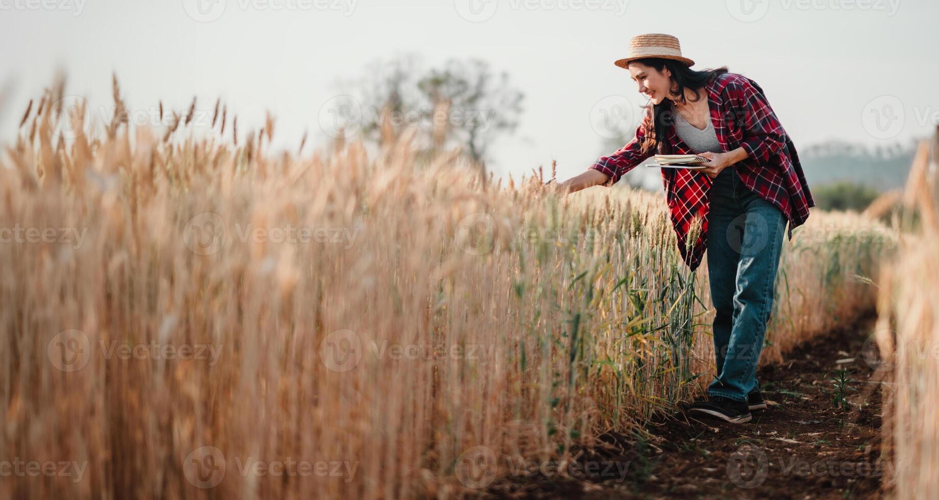 diligente contadino curve al di sopra di per esaminare il qualità di il Grano nel sua campo, assunzione Appunti per garantire un' riuscito raccogliere stagione. foto