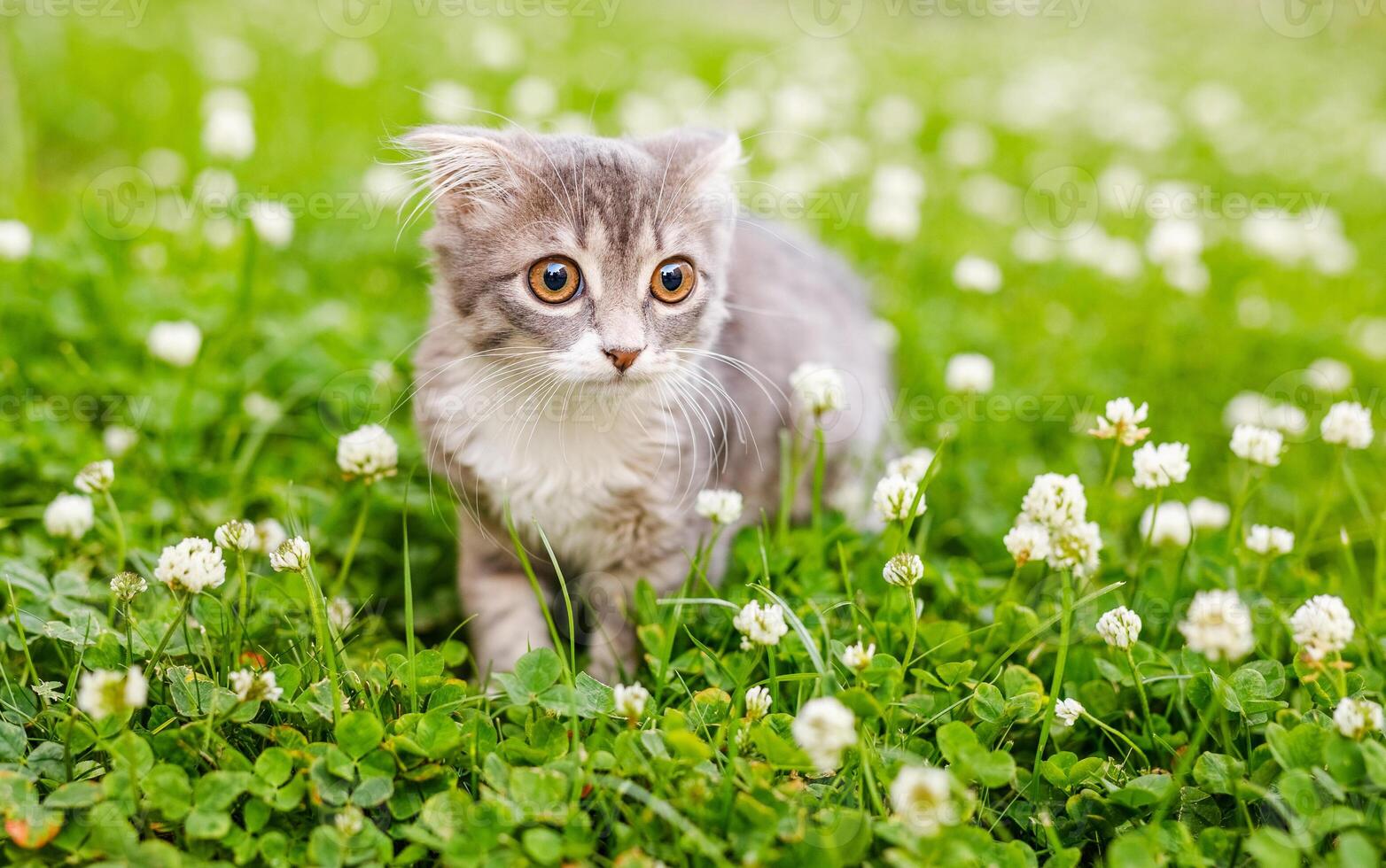 un' orecchie cadenti gatto gattino passeggiate al di fuori nel il verde erba tra il trifogli foto