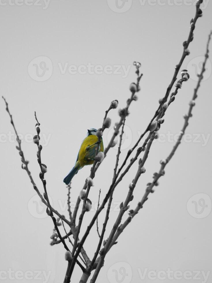 blu tetta su un' ramo di un' albero colorato, con nero e bianca dintorni. foto