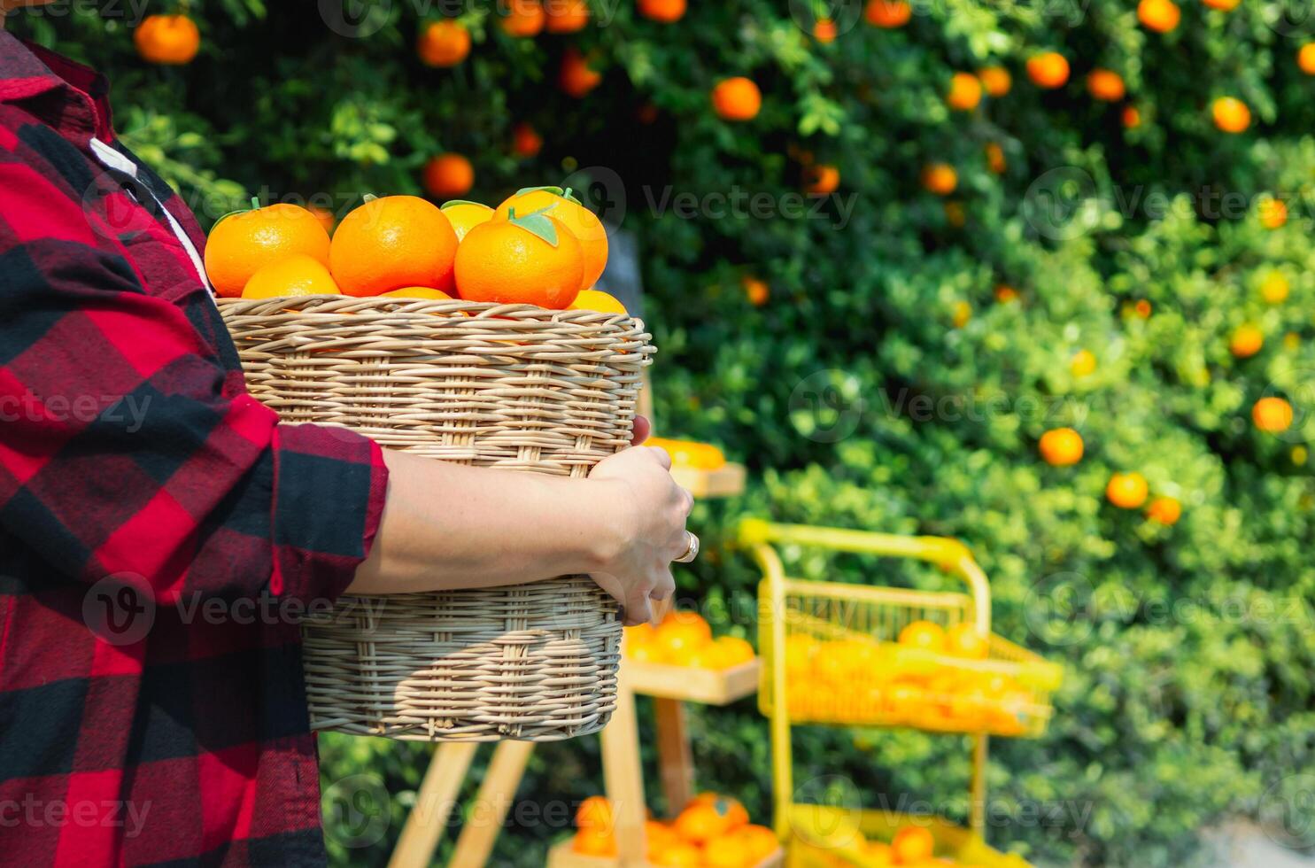 giardiniere arance fresco nel mandarino arancia piantagione foto