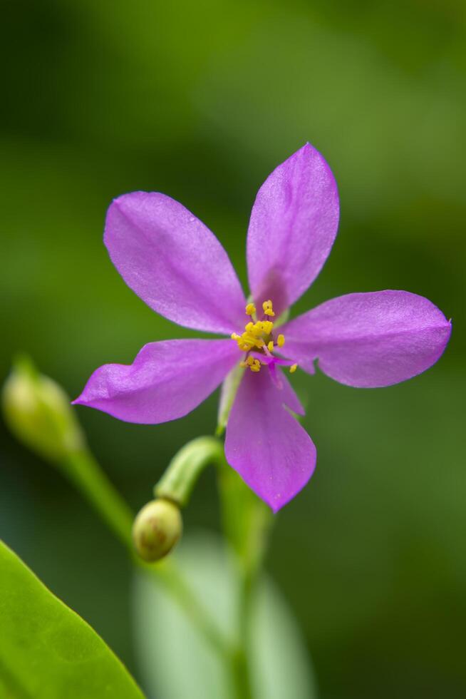 vicino su di talinum paniculatum foto