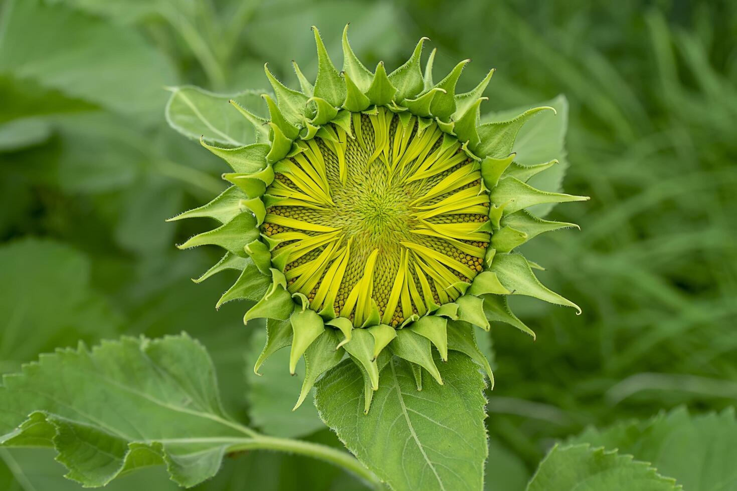 vicino su girasole. foto