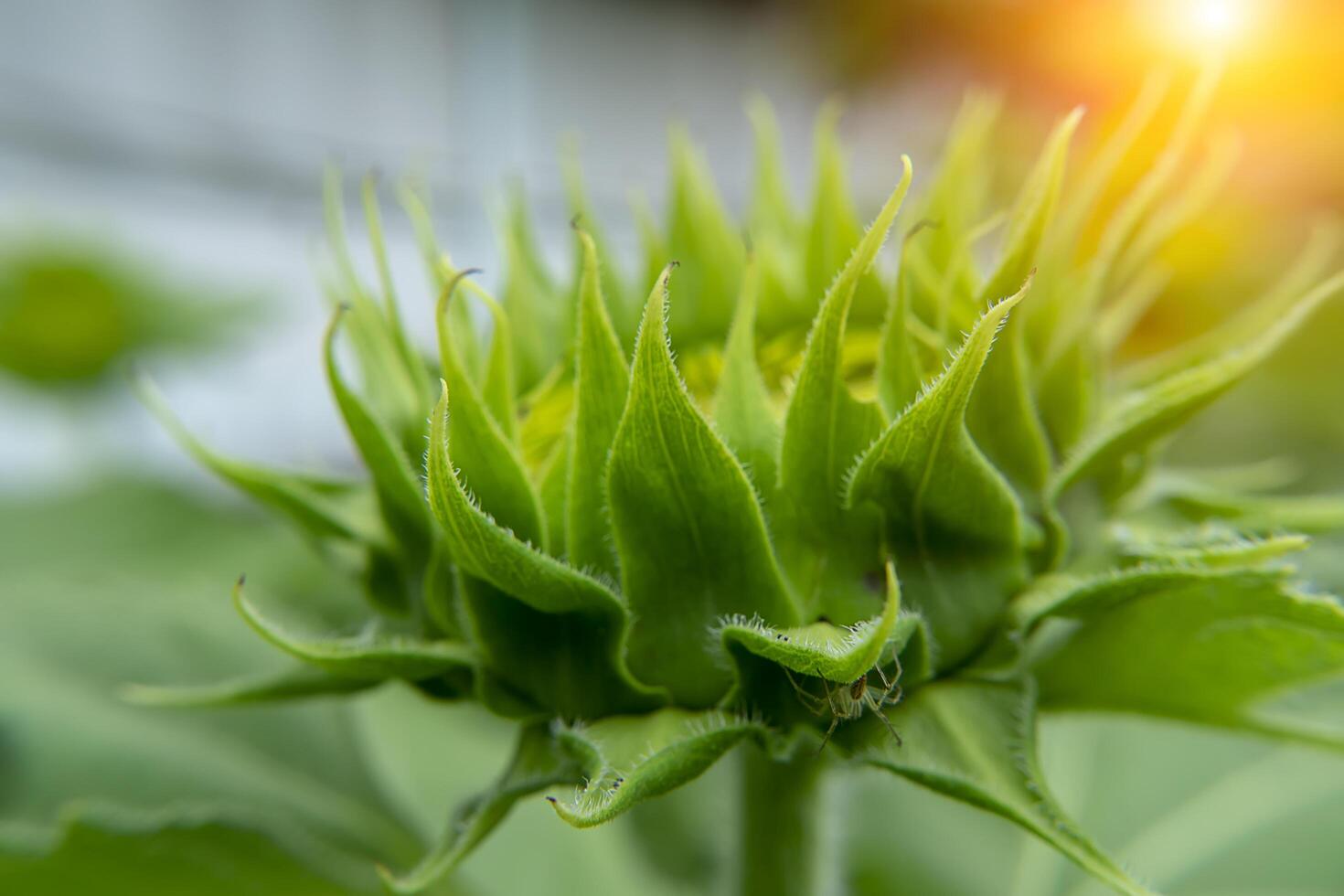 vicino su girasole. foto