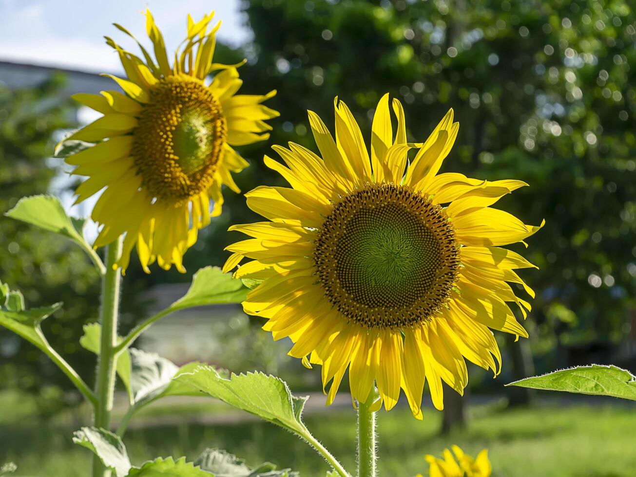 vicino su girasole. foto