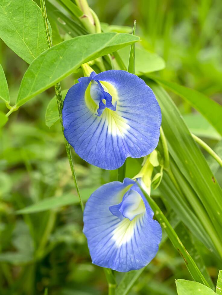 blu pisello, farfalla pisello. foto