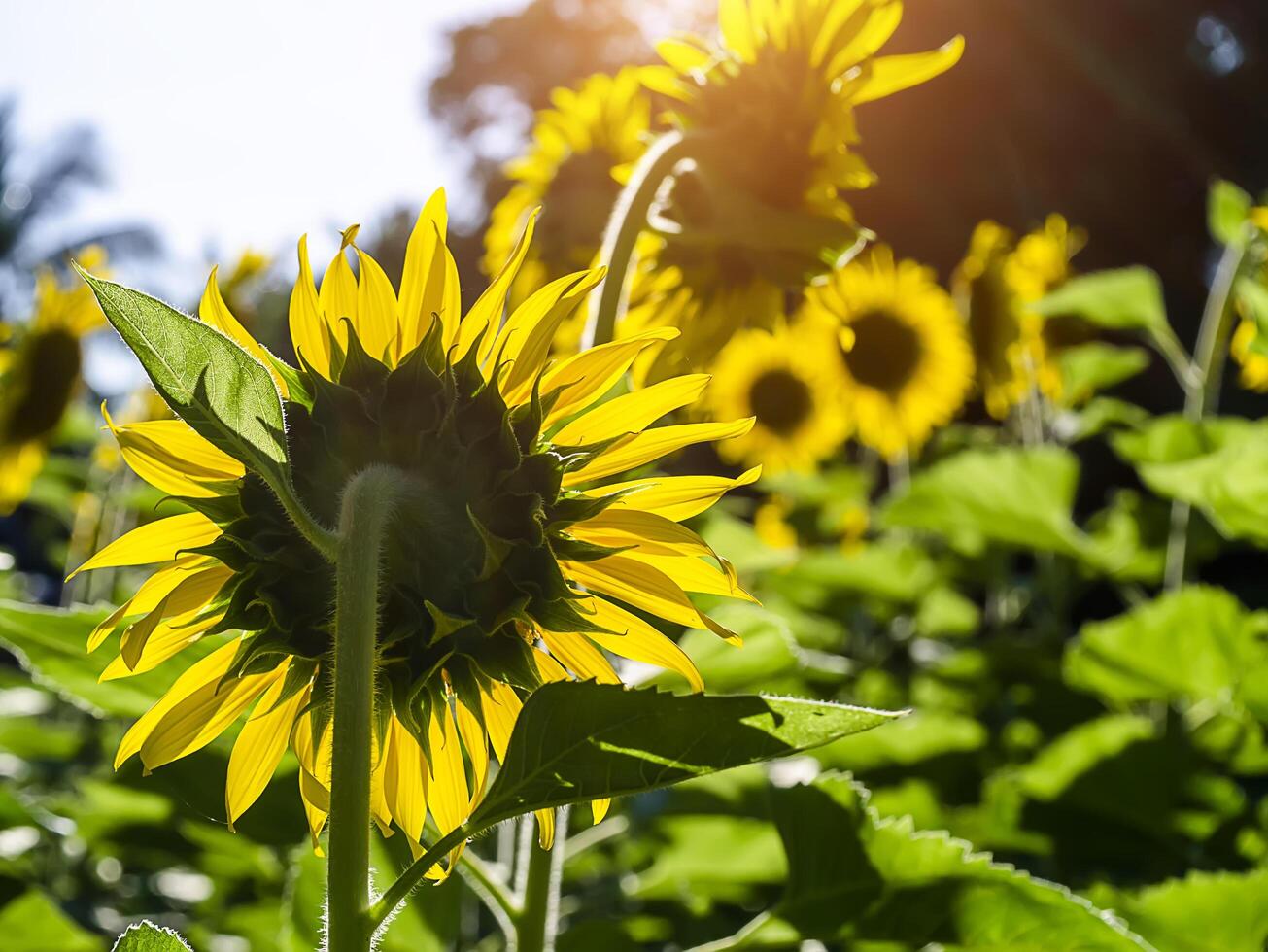 vicino su girasole. foto