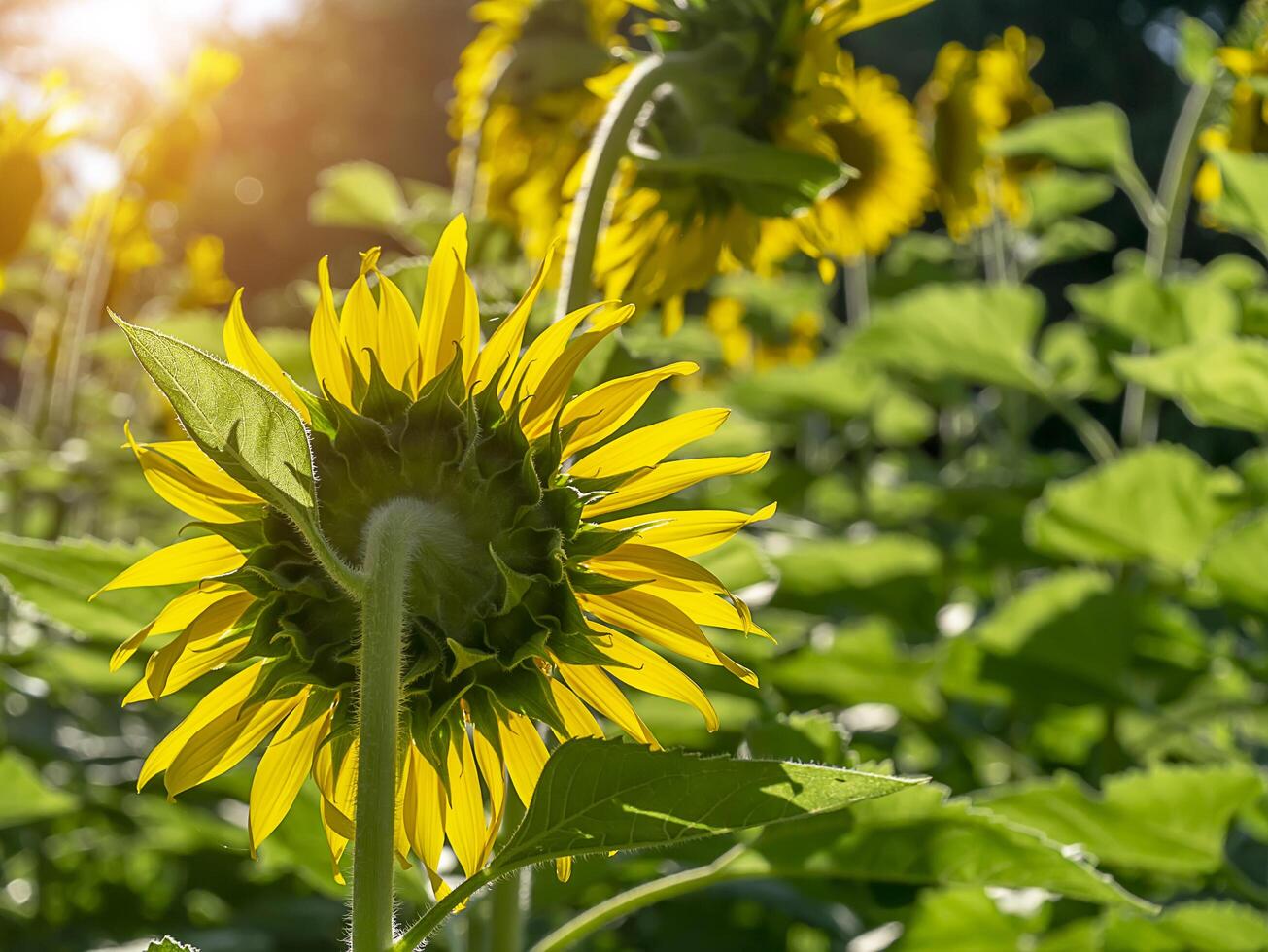 vicino su girasole. foto