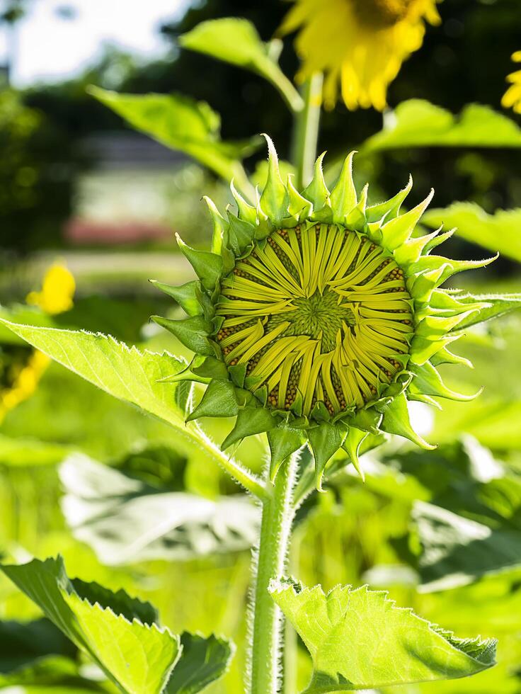 vicino su girasole. foto