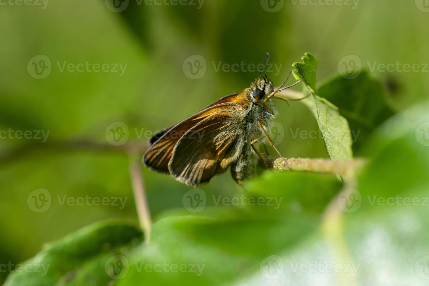 Immagine ravvicinata di una piccola farfalla di bosco, lo skipper a scacchi, con macchie gialle su ali arancioni e marroni che tengono sull'erba verde foto