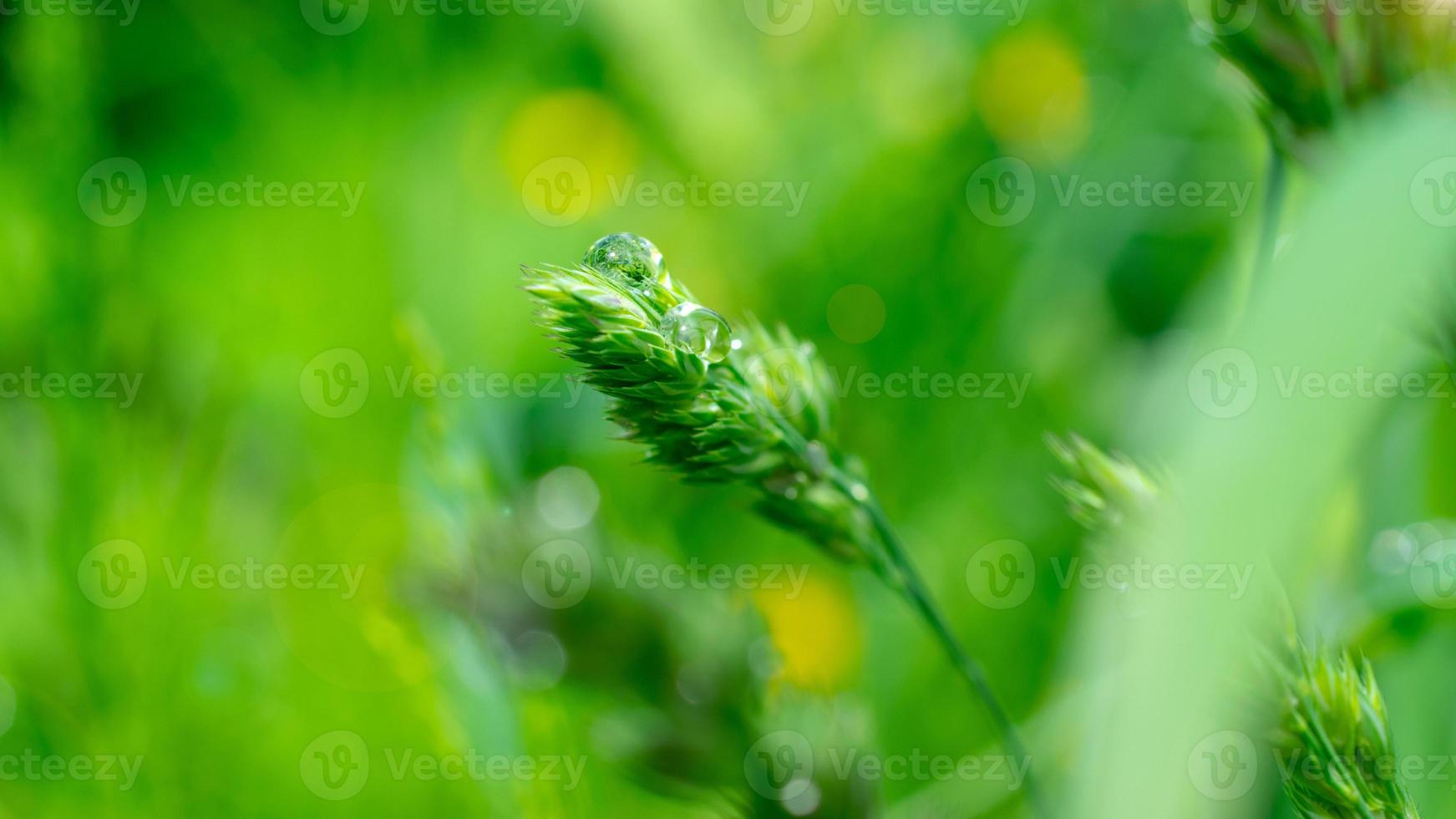 gocce di pioggia sull'erba in fiore. carta da parati naturale favolosa con sfocatura foto