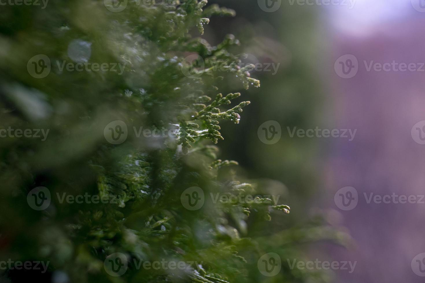 erba verde primaverile contro sfocatura della natura naturale. foto