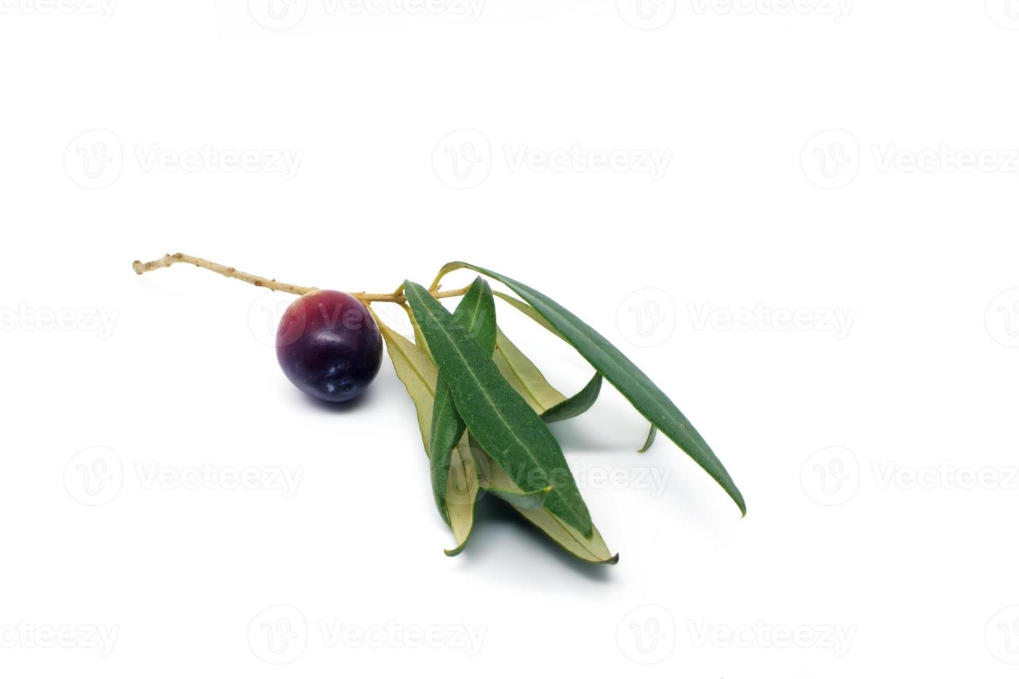 ramo d'ulivo con oliva su sfondo bianco foto