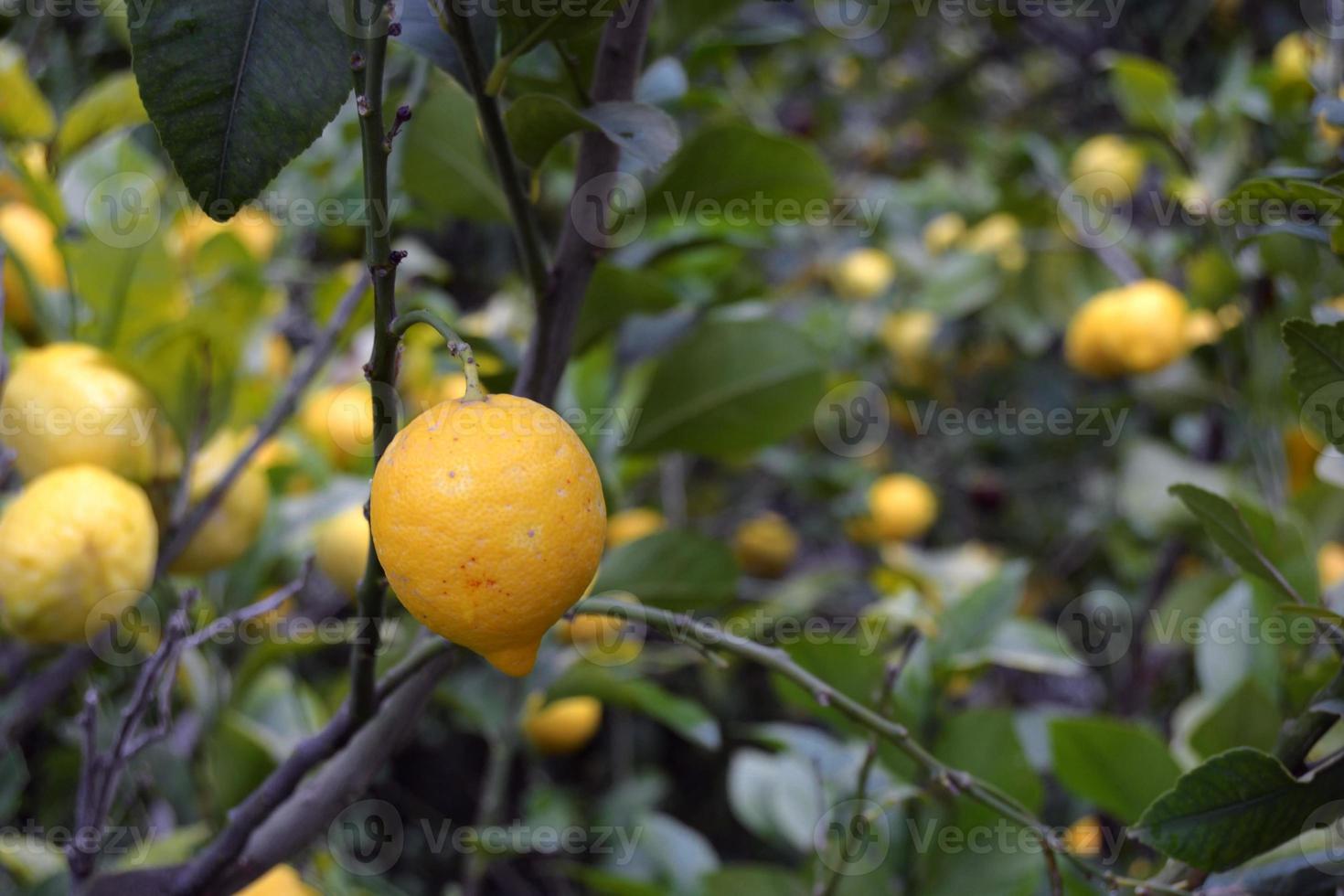 limoni appesi al ramo dell'albero foto