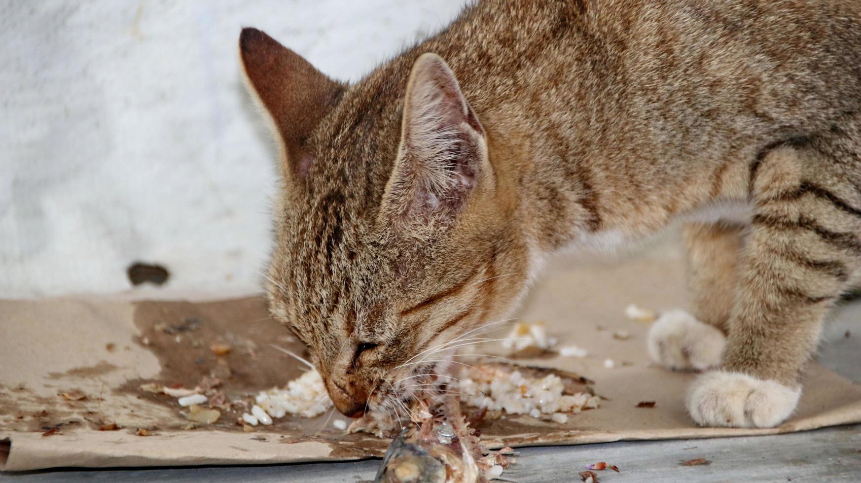 gatti randagi che mangiano per strada. un gruppo di gatti di strada senzatetto e affamati che mangiano cibo dato da volontari. nutrire un gruppo di gatti randagi selvatici, protezione degli animali e concetto di adozione foto