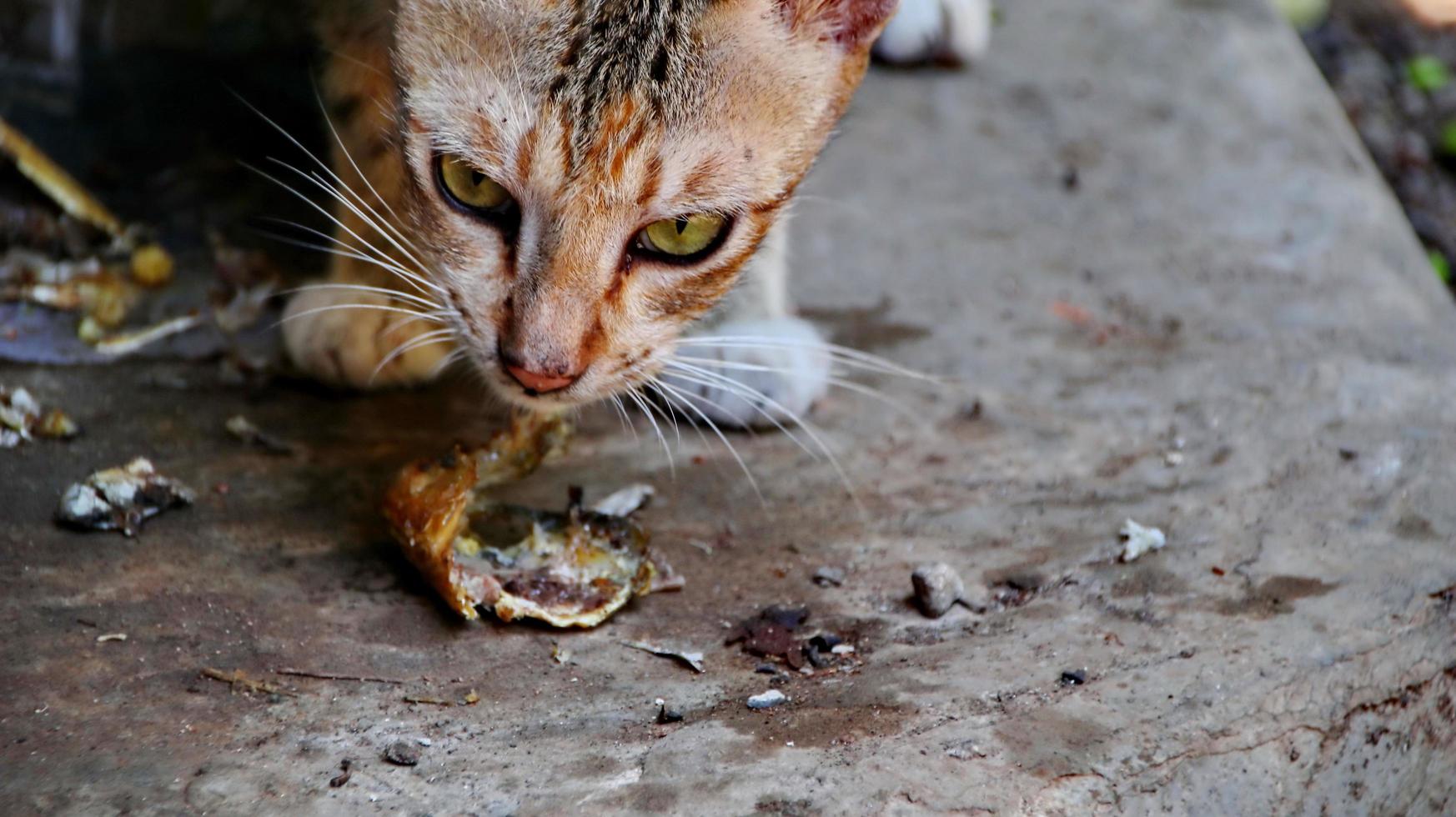 gatti randagi che mangiano per strada. un gruppo di gatti di strada senzatetto e affamati che mangiano cibo dato da volontari. nutrire un gruppo di gatti randagi selvatici, protezione degli animali e concetto di adozione foto