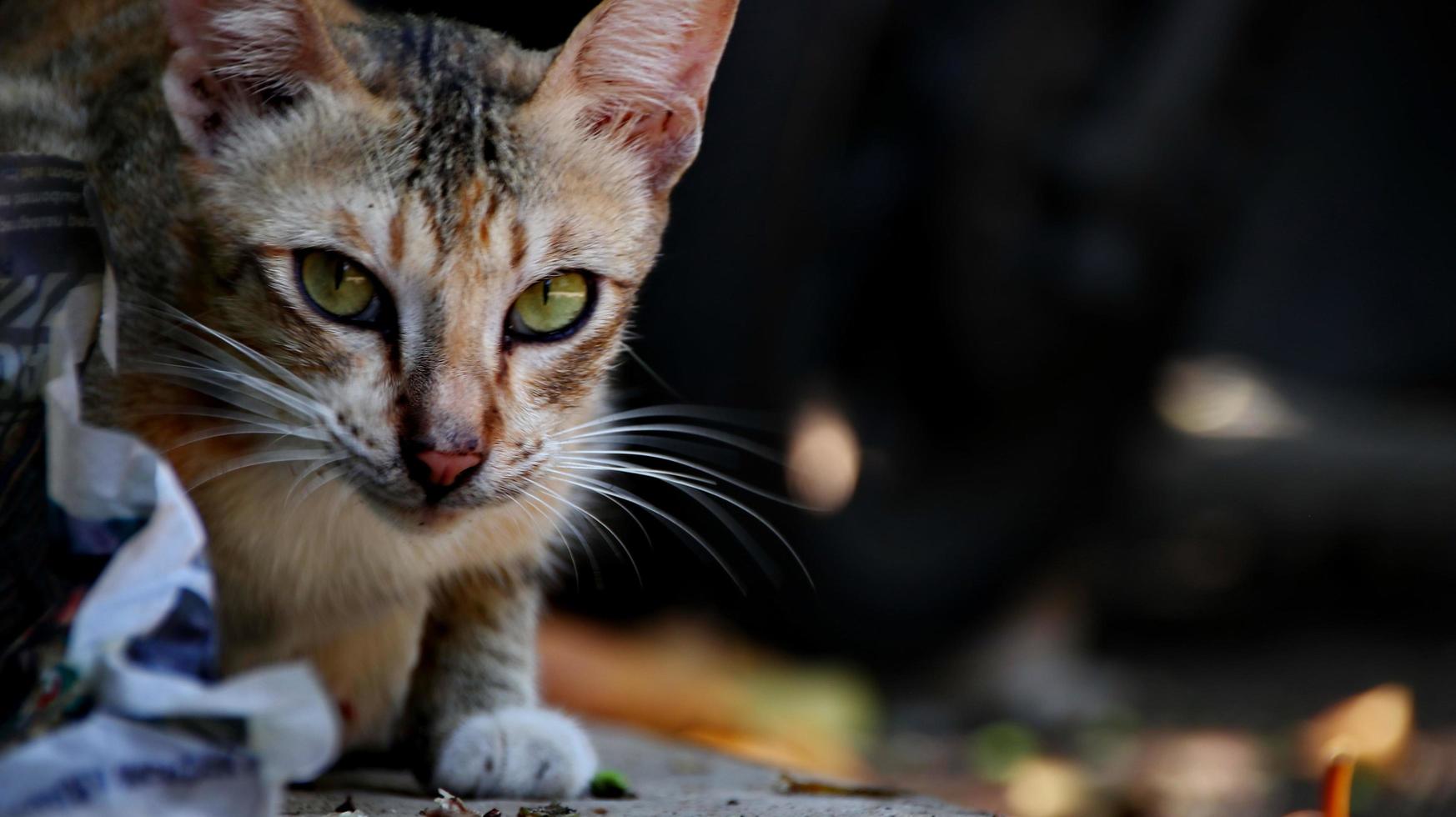 gatti randagi che mangiano per strada. un gruppo di gatti di strada senzatetto e affamati che mangiano cibo dato da volontari. nutrire un gruppo di gatti randagi selvatici, protezione degli animali e concetto di adozione foto