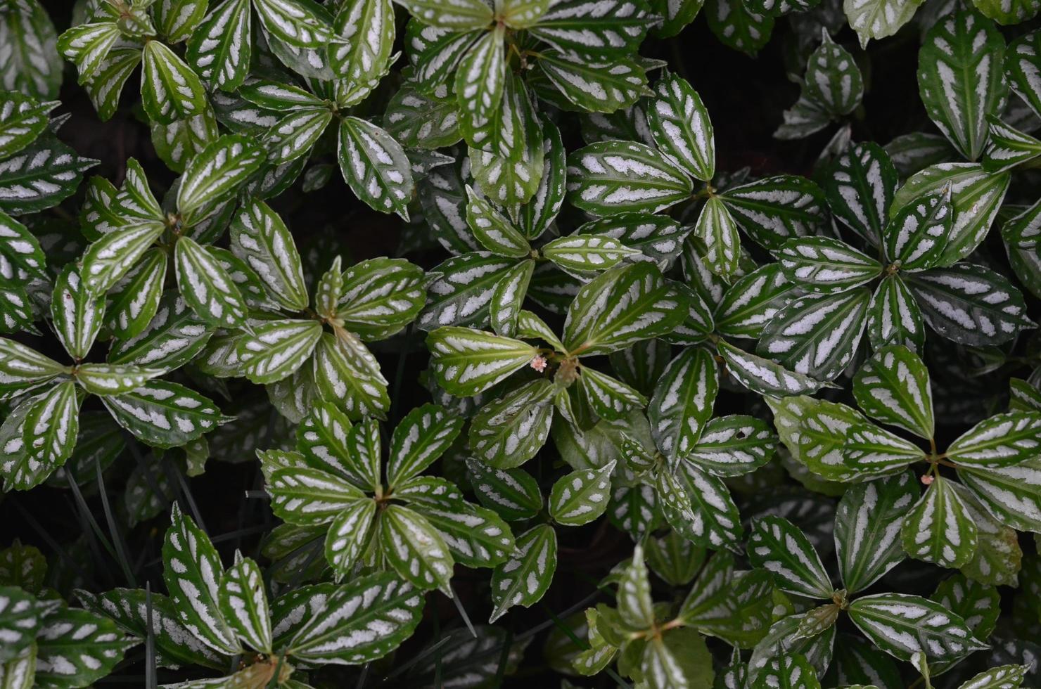 trama di foglie verdi tropicali. sfondo del fogliame. foto